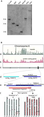 Gene Targeting Without DSB Induction Is Inefficient in Barley